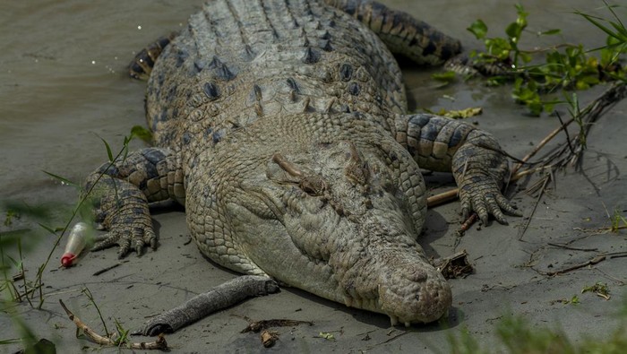 BUAYA LIAR RESAHKAN WARGA DI BANTARAN SUNGAI PALU Seekor buaya liar berada di bantaran Sungai Palu, Palu, Sulawesi Tengah, Sabtu (4/2/2023). Sejumlah warga di sepanjang bantaran sungai itu mengaku resah dengan populasi buaya liar yang semakin banyak di kawasan itu karena selain membahayakan anak-anak yang bermain di sekitar bantaran sungai, juga mengancam ternak-ternak yang digembalakan di wilayah itu. ANTARA FOTO/Basri Marzuki/rwa.
