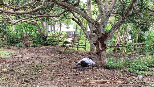 Bule wanita ditemukan tidur pulas di kebun yang juga kandang sapi milik warga di Ungasan, Kuta Selatan, Badung, Bali, Sabtu (4/2/2023).
