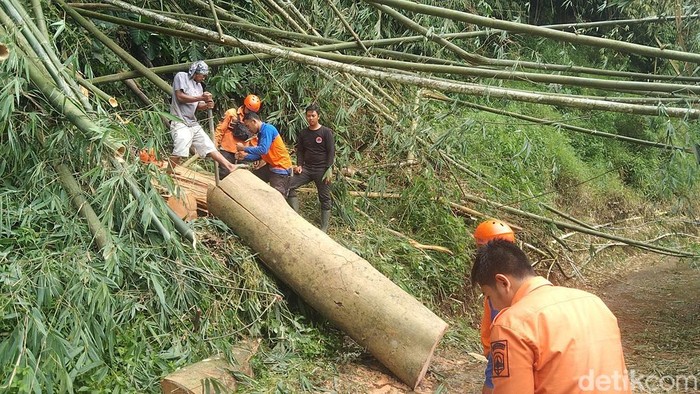 Evakuasi pohon tumbang di Majalengka.