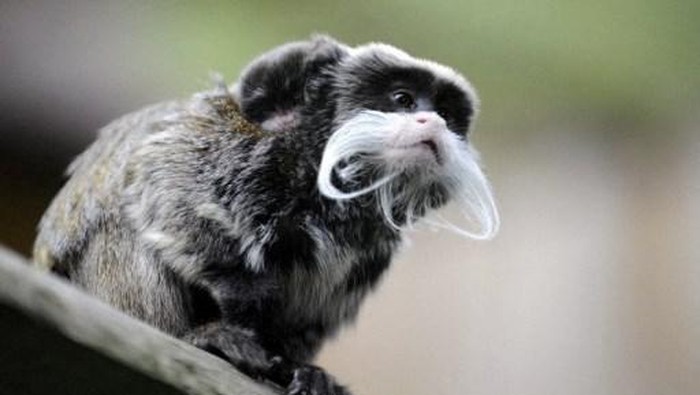 A photo taken on July 11, 2012 shows a female Emperor Tamarin carrying her baby on her back in a zoo in Amneville, eastern France.   AFP PHOTO / JEAN-CHRISTOPHE VERHAEGEN (Photo by Jean-Christophe VERHAEGEN / AFP)