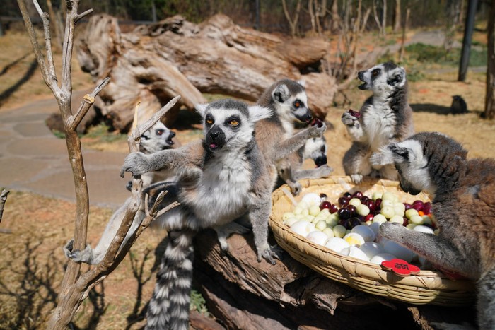 Lemur ekor cincin yang berada di kebun binatang Yunnan, China ini begitu menggemaskan. Para lemur menikmati satin makanan bak sedang nongkrong di kafe.