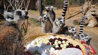 Setelah makanan di letakkan, para lemur langsung menyantapnya. 