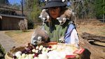 Gaya Lemur Ekor Cincin Saat Menyantap Makanan di Kebun Binatang Yunnan