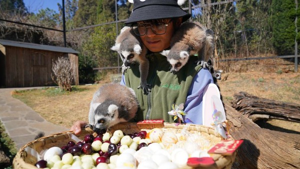 Seorang petugas membawa sajian makanan untuk hewan-hewan lemur ekor cincin di kebun binatang Yunnan, China, Sabtu (4/1/2023). Tampak tiga ekor lemur begitu antusias naiv ke pundak petugas dan tak sabar untuk menyantap makanan tersebut.