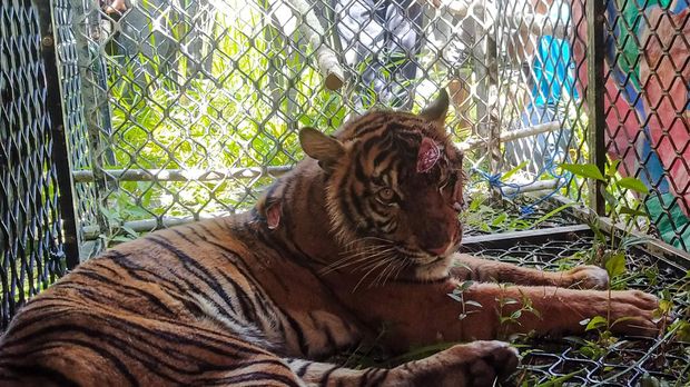 HARIMAU SUMATERA MASUK PERANGKAP DI ACEH SELATAN Petugas gabungan dibantu warga berusaha mengangkat besi perangkap berisi harimau sumatra (Panthera tigris sumatrae) di Desa Koto Indarung, Kluet Tengah, Aceh Selatan, Sabtu (4/2/2023). Balai Konservasi Sumber Daya Alam (BKSDA) Aceh mengevakuasi satu ekor harimau sumatera yang masuk perangkap karena terlibat konflik dengan manusia. ANTARA FOTO/Istafan Najmi/Lmo/rwa.
