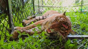 Penampakan Harimau Sumatera Masuk Perangkap di Aceh
