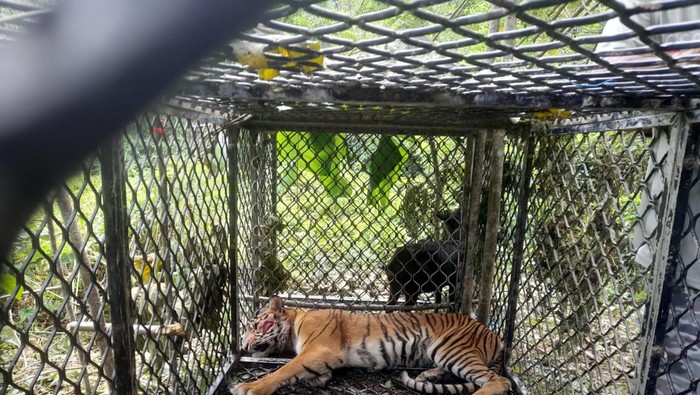 Harimau terperangkap jebakan yang  dipasang BKSDA Aceh  (Dok Polsek Kluet Tengah)