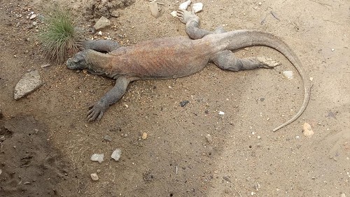 Komodo di Loh Buaya Pulau Rinca dilihat dari elevated deck atau jalan jerambah.