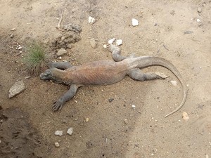 Populasi Komodo pada 2022 Menurun, Kepala BTNK: Kami Bersyukur