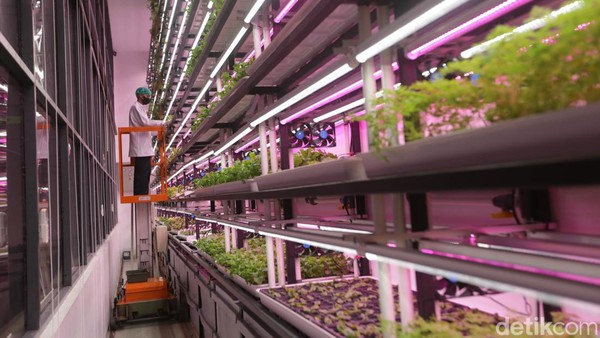 Pertanian dengan konsep tertutup atau Controlled Environment Agriculture (CEA) tersebut menanam hingga 20 jenis tanaman yang dipasarkan ke berbagai restoran di Indonesia seperti Arugula, Swiss Chards, Chervil, Viola, Red Veined Sorrel, yang dipanen sebulan 6 kali. Pertanian dengan konsep tertutup atau Controlled Environment Agriculture (CEA) tersebut menanam hingga 20 jenis tanaman yang dipasarkan ke berbagai restoran di Indonesia seperti Arugula, Swiss Chards, Chervil, Viola, Red Veined Sorrel, yang dipanen sebulan 6 kali.Â