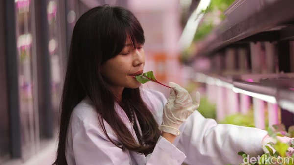 Pertanian dengan Controlled Eenvironment Agriculture (CEA) yang diinisiasi petani Dominique Alexandra dengan bendera Semaii ini sudah berjalan satu tahun dengan menanam 20 jenis tanaman pangan dan obat beragam rasa.