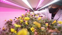 Berbagai Edible flowers dan tanaman microgreens yang dapat mempercantik tampilan salad hingga dessert juga ditanam di tempat ini.