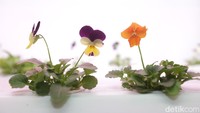 Microgreens merupakan tunas sayuran yang siap panen 7-21 hari pascatanam. Dua daun pertama yang tumbuh disebut dengan daun kotiledon, sedangkan daun yang akan muncul selanjutnya disebut daun sejati. 