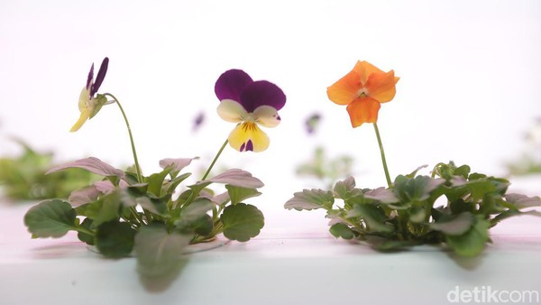 Microgreens merupakan tunas sayuran yang siap panen 7-21 hari pascatanam. Dua daun pertama yang tumbuh disebut dengan daun kotiledon, sedangkan daun yang akan muncul selanjutnya disebut daun sejati. Microgreens merupakan tunas sayuran yang siap panen 7-21 hari pascatanam. Dua daun pertama yang tumbuh disebut dengan daun kotiledon, sedangkan daun yang akan muncul selanjutnya disebut daun sejati.Â