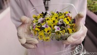 Sayuran ini dikonsumsi dalam keadaan segar untuk menjaga kadar antioksidan, vitamin, dan mineral yang optimal. Dikabarkan berbagai jurnal, Kandungannya bisa mencapai puluhan kali lipat di atas sayuran dewasa hanya dengan tinggi hanya 2,5-7,5 cm.