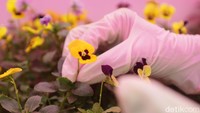 Awalnya ini hanya dikenal para chef, kini penampilan cantik microgreens menggoda kaum urban yang punya minat ke makanan sehat. Penelitian tentang microgreens dengan kandungan gizi yang tinggi dibanding sayuran dewasa membuatnya semakin populer.