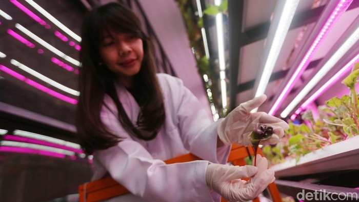 Pertanian dengan konsep tertutup atau Controlled Environment Agriculture (CEA) berada di sebuah kafe di kawasan Alam Sutera, Tangerang Selatan. Penasaran?