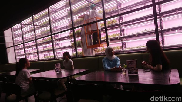Sejumlah pengunjung terlihat menikmati suasana dengan latar belakang berupa ruang penyemaian Semaii di sebuah kafe resto di kawasan Alam Sutera, Tangerang Selatan, Banten, Jumat (3/2/2023).