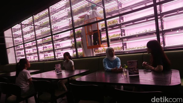 Sejumlah pengunjung terlihat menikmati suasana dengan latar belakang berupa ruang penyemaian Semaii di sebuah kafe resto di kawasan Alam Sutera, Tangerang Selatan, Banten, Jumat (3/2/2023). Sejumlah pengunjung terlihat menikmati suasana dengan latar belakang berupa ruang penyemaian Semaii di sebuah kafe resto di kawasan Alam Sutera, Tangerang Selatan, Banten, Jumat (3/2/2023).