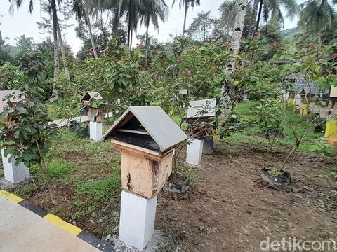 Sensasi minum madu langsung dari sarangnya di Desa Kedungwuluh Pangandaran.