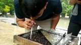 Siapa Berani? Di Sini Bisa Minum Madu Langsung dari Sarang Lebah!