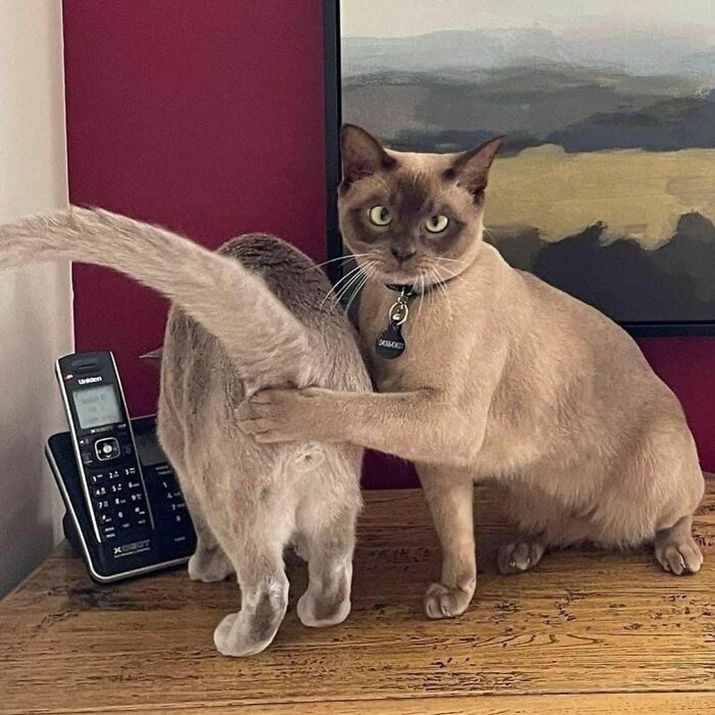 Internet menjadi tempat paling tepat mencari hal-hal lucu yang terekam dalam bentuk foto atau video. Seperti 10 foto lucu berikut, yang dibagikan Bored Panda.