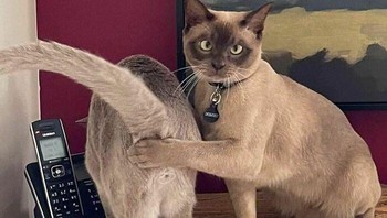 Heh, apa kamu lihat-lihat? Foto: (Bored Panda).