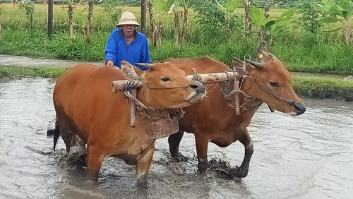 Aktivitas membajak sawah menjadi salah satu daya tarik dari Teba Majalangu, Kertalangu, Denpasar, Bali pada Minggu (5/3/2023). (Ni Made Lastri Karsiani Putri-detikBali)