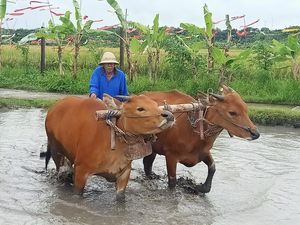 Teba Majalangu Denpasar Raup Cuan Rp 97 Juta dari Kunjungan Turis