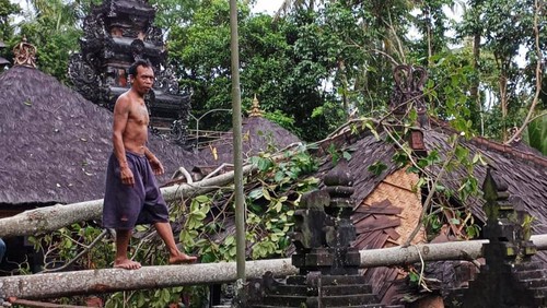 Bencana pohon tumbang di Karangasem.