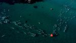 4.000 Peserta Ikuti Acara Renang Laut Terbesar di Dunia