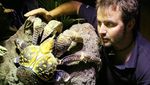 Hati-Hati Gaes! Kepiting Ini Gigitannya Setara dengan Buaya Lho