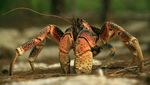 Hati-Hati Gaes! Kepiting Ini Gigitannya Setara dengan Buaya Lho