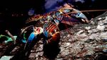 Hati-Hati Gaes! Kepiting Ini Gigitannya Setara dengan Buaya Lho