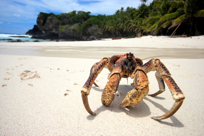 Kepiting yang gigitannya setara dengang buaya ini bernama 