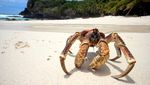 Hati-Hati Gaes! Kepiting Ini Gigitannya Setara dengan Buaya Lho