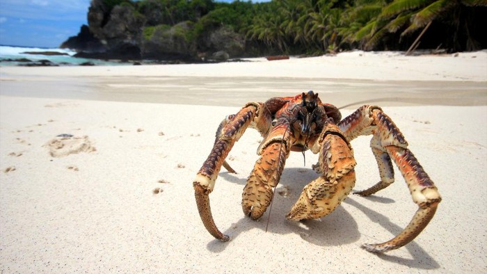 Kepiting yang gigitannya setara dengang buaya ini bernama 