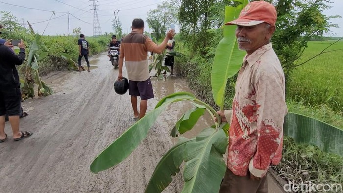 Jalan alternatif Pati-Rembang, Desa Tompomulyo, Batangan, Pati, Jawa Tengah rusak parah. Warga ramai-ramai tanam pohon pisang, Minggu (5/2/2023).