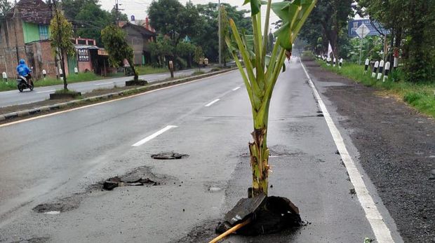 Jalan Jogja-Solo, Ceper, ditanami pohon pisang, Minggu (5/2/2023).