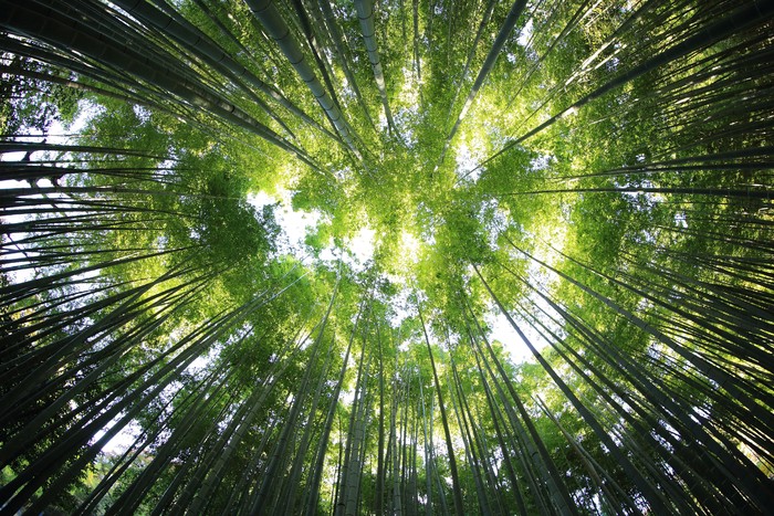 Ilustrasi hutan bambu.