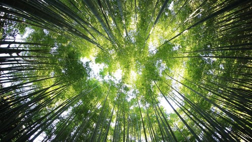 Ilustrasi hutan bambu.