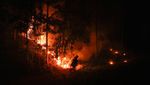 Hutan di Chile Membara Terbakar Angin Panas