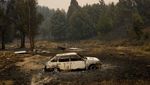 Hutan di Chile Membara Terbakar Angin Panas