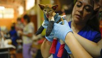 Hewan lainnya dibawa ke pusat perawatan darurat hewan di Santa Juana untuk pemulihan dari luka bakar.  