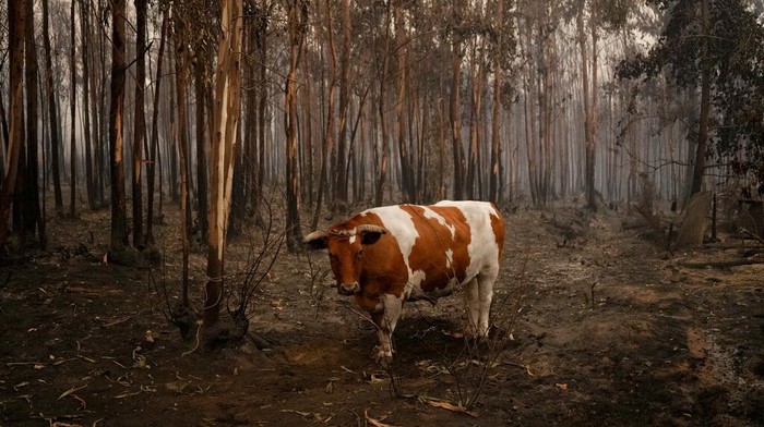 Kasihan, Hewan-hewan Ini Jadi Korban Kebakaran Hutan di Chile An ox stands surrounded by burned trees in Santa Juana, Chile, Sunday, Feb. 5, 2023. Wildfires are spreading in southern and central Chile, triggering evacuations and the declaration of a state of emergency in some regions. (AP Photo/Matias Delacroix)