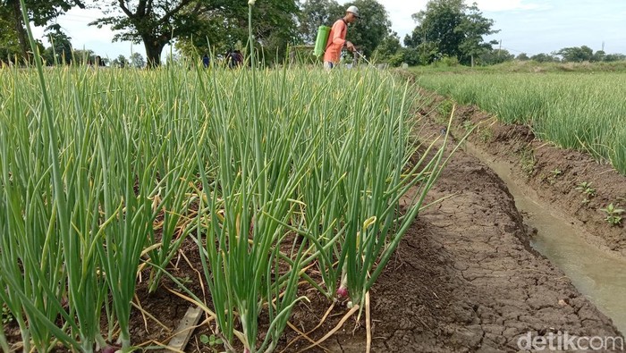Lahan pertanian bawang di Indramayu