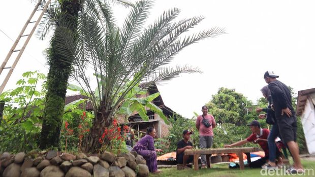 Panen Kurma Muda, Warga Ponorogo Bagikan untuk Pasutri Promil