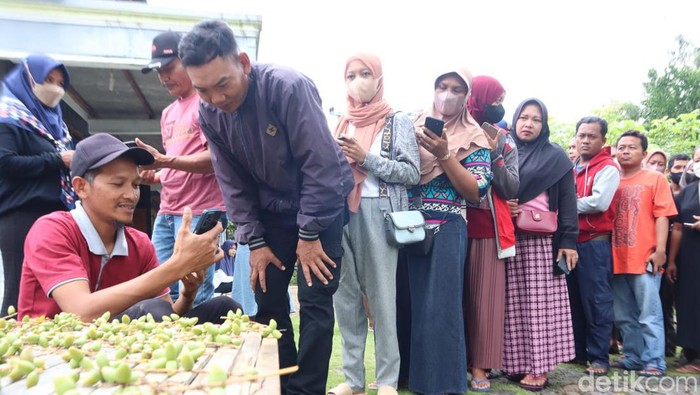 Panen Kurma Muda, Warga Ponorogo Bagikan untuk Pasutri Promil