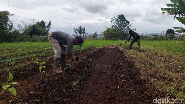 Para petani 'Tuman' Tumbuh Mandiri di Kota Cimahi