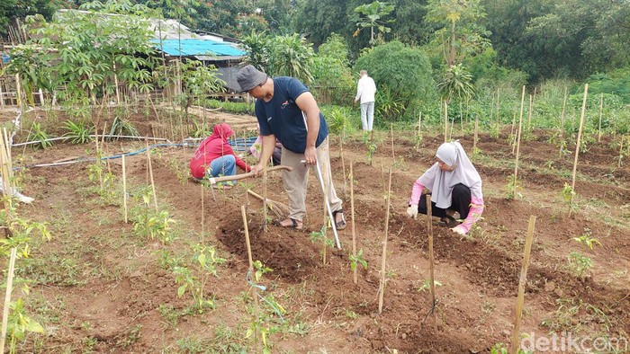 Para petani Tuman Tumbuh Mandiri di Kota Cimahi